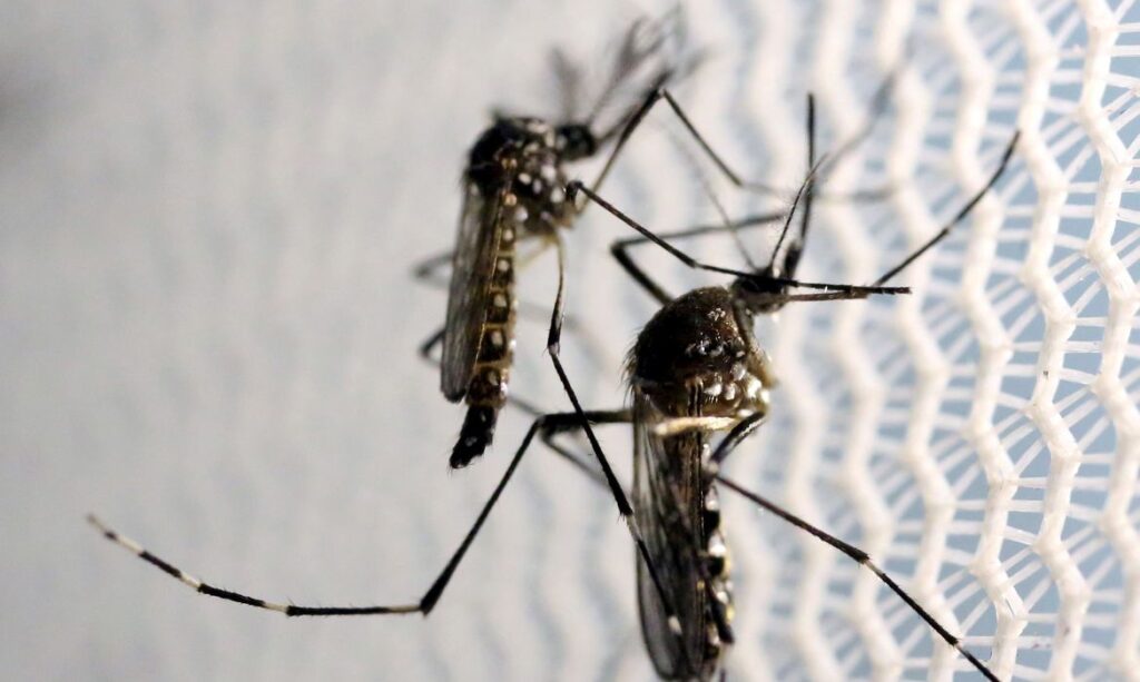 Präventive und Aufklärungsmaßnahmen gegen Aedes aegypti werden in El Salvador fortgesetzt – Sociedade Online