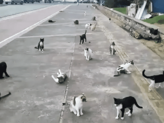 colonia de gatos