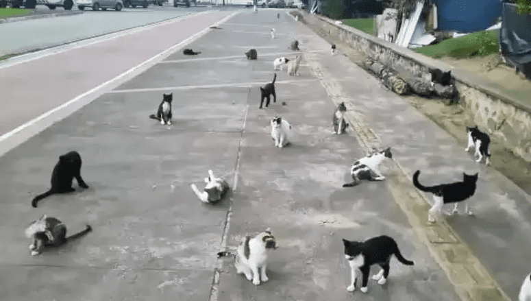 colonia de gatos